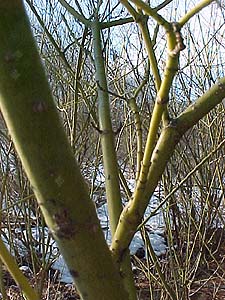 Cornus stolonifera 