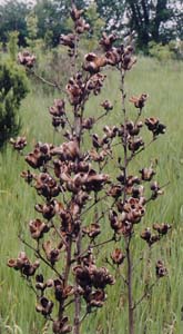 Yucca filamentosa (species)