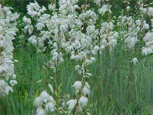 Yucca filamentosa (species)