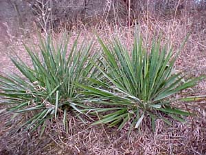 Yucca filamentosa (species)