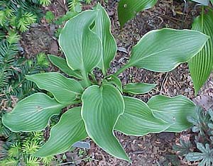 Hosta 'Abba Dabba Do'