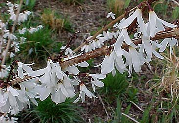 Abeliophyllum distichum 