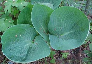 Hosta 'Abiqua Drinking Gourd'