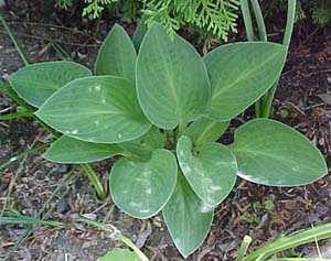 Hosta 'Abiqua Trumpet'