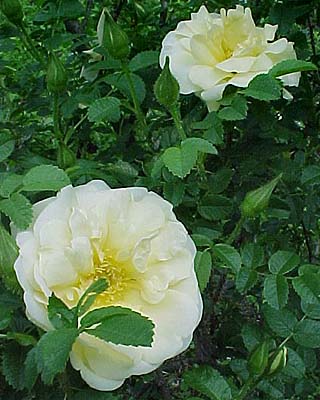 Rosa rugosa 'Agnes'