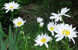 Dendranthemum syn. Chrysanthemum maximosum 'Alaska'