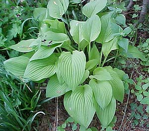 Hosta fortuneii 'Albo Picta'