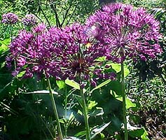 Allium aflatunense 