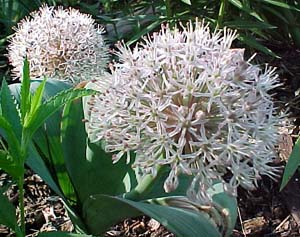 Allium kravatense 