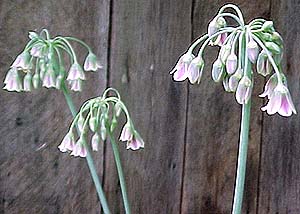 Allium bulgaricum syn Nectaroscordium siculum 