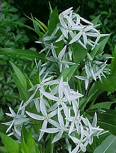 Amsonia hubrectii 