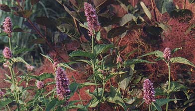 Agastache foeniculum 