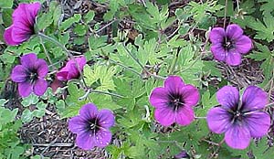 Geranium grandiflorum 'Ann Folkard'