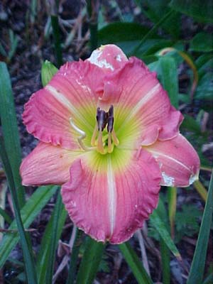 Hemerocallis 'Apple Crisp'