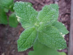 Mentha 