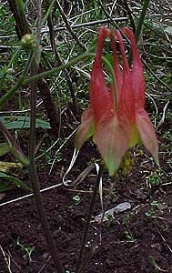 Aquilegia canadensis 