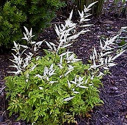 Aruncus aethusifolius dioicus 