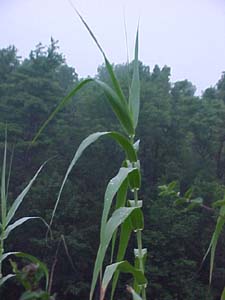 Arundo donax 