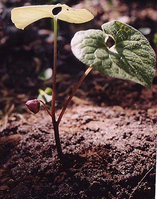 Asarum caudatum 