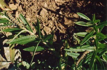 Asclepias tuberosa 