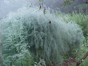 Asparagus officinalis 'Martha Washington'