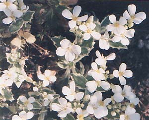 Aubretia 'Variegata'