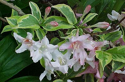 Weigela florida 'Aureo Marginata'