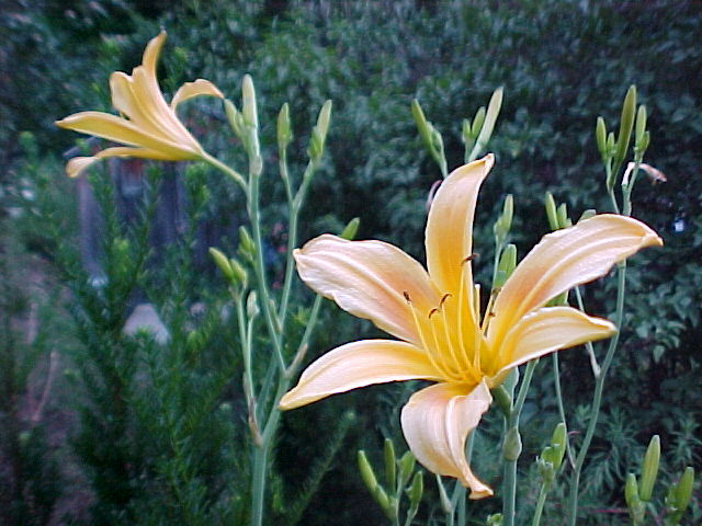 Hemerocallis altissima 'Autumn Minaret'