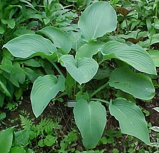 Hosta 'Azure Snow'