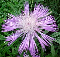 Centaurea dialbata 