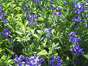 Baptisia australis 