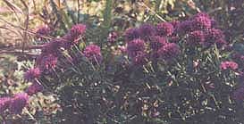 Dendranthemum syn. Chrysanthemum 'Barbara'