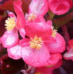 Begonia semperflorens (Cultorum Group) Unknown