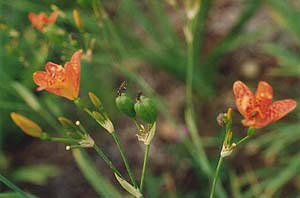 Belamcanda chinensis Seedlings