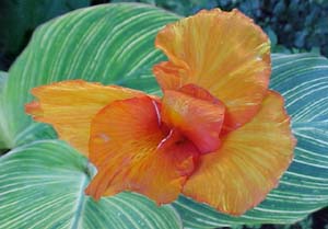 Canna 'Bengal Tiger'