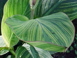 Canna 'Bengal Tiger'