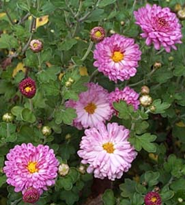 Dendranthemum syn. Chrysanthemum 'Beni Katai'