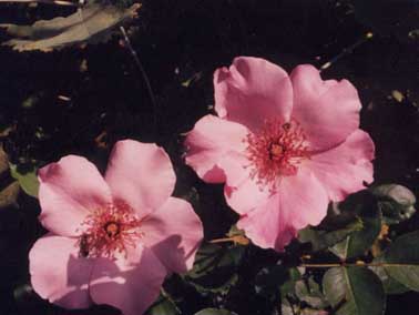 Rosa 'Dainty Bess'