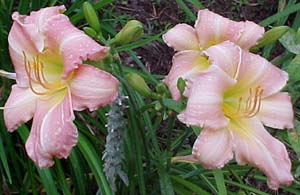 Hemerocallis 'Best of Friends'