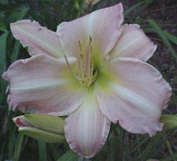 Hemerocallis 'Best of Friends'