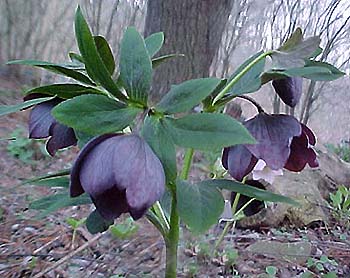 Helleborus hybridus syn orientalis 'Birkin's Blacks'