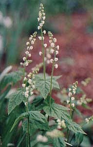 Mitella diphylla 