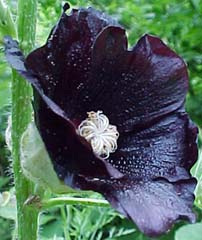 Alcea rosea 'Black Beauty'