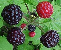 Rubus ideaus 