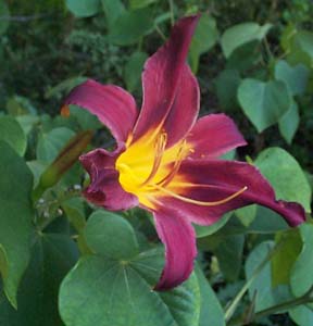 Hemerocallis 'Black Friar'