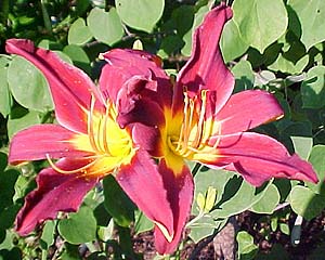 Hemerocallis 'Black Friar'