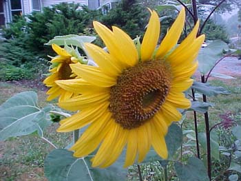 Helianthus annus 'Black Oil'