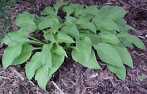 Hosta 'Blonde Elf