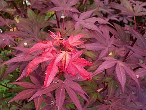 Acer japonicum 'Bloodgood'