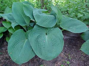 Hosta 'Blue Angel'